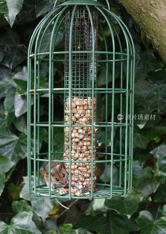 Wood mouse in bird feeder